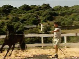 CABALLO (8)